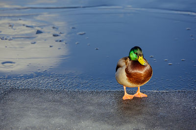 Close-up of duck in lake