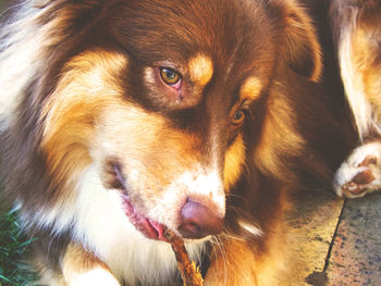 Close-up portrait of dog