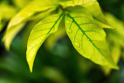 Close-up of yellow leaves