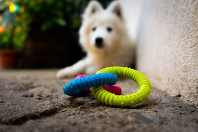 pet