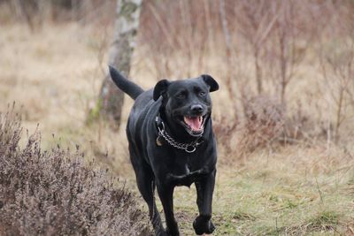 Portrait of black dog on field