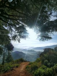 Sunlight streaming through trees in forest