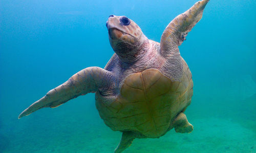 Turtle swimming in sea