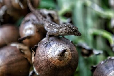 Close-up of lizard on land