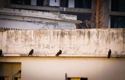Pigeons perching on a wall