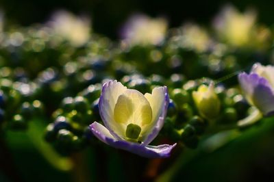 Close-up of flower blooming outdoors