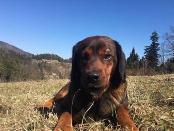 Portrait of dog on field against clear sky