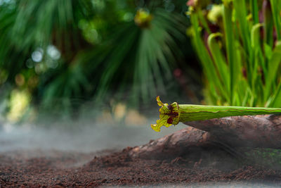 Close-up of green plant on land