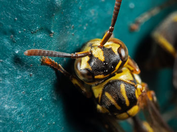 Macro shot of bee