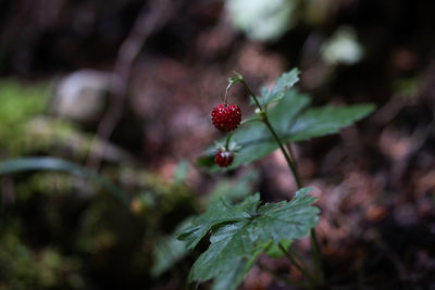 nature