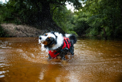 Dog running in lake