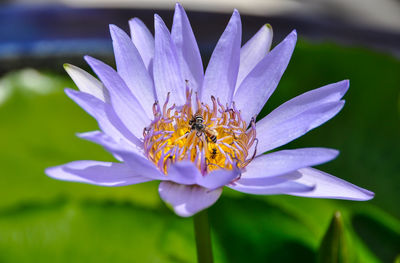 Close-up of bee on flower