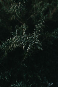 Close-up of frozen plant during winter