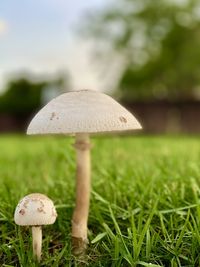 Close-up of mushroom growing on field