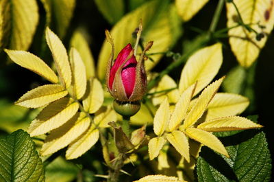 Close-up of flower against blurred background