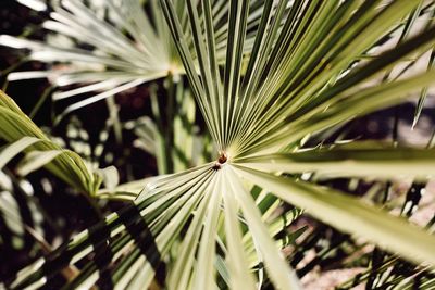 Close-up of palm tree