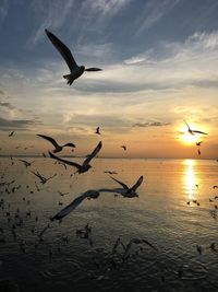 Seagulls flying over sea against sky during sunset