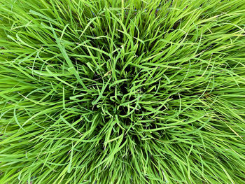 Full frame shot of plants on field