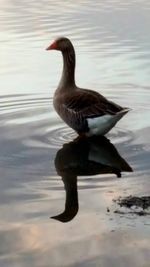 Reflection of birds in water