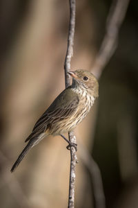 Close-up of bird perching on branch