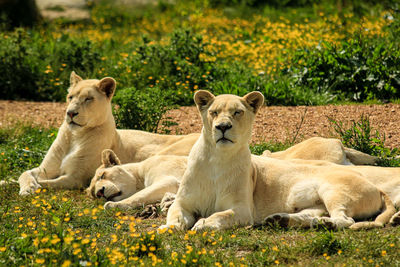 3 big cats relaxing on field