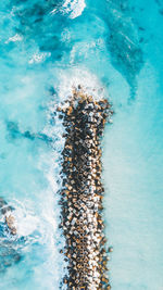 High angle view of turtle in swimming pool