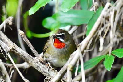 Close-up of bird perching on branch