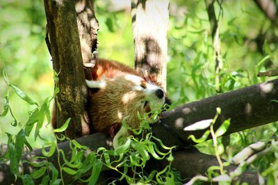 Squirrel on tree in forest