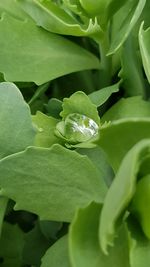 Close-up of green leaves on plant