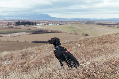 Dog standing on land