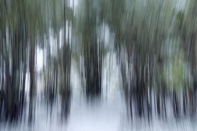 Close-up of raindrops on palm trees