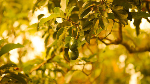 Close-up of fruit growing on tree