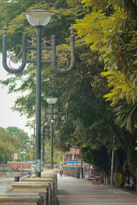 Street amidst trees in park