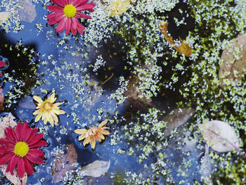 Flowers and leaves floating on water