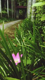 Close-up of purple flowers blooming in garden