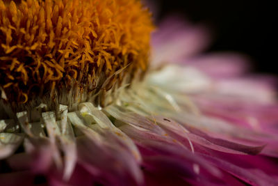 Close-up of pink strawflower against black background