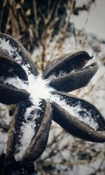 Close-up of snow