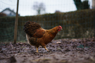 Side view of a bird on field
