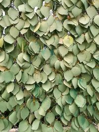 Close-up of leaves