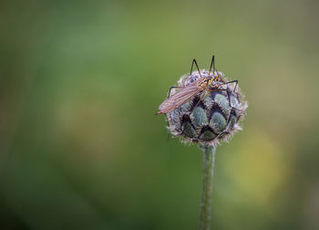 Close-up of insect on flower at park