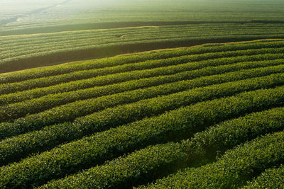 Scenic view of agricultural field