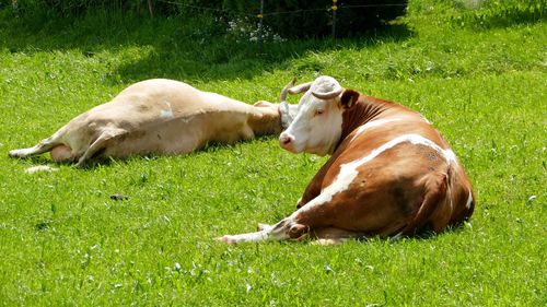 High angle view of cows lying on grass