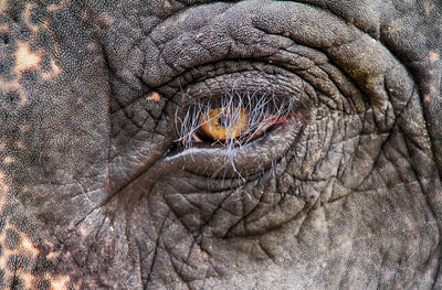 Close-up of elephant