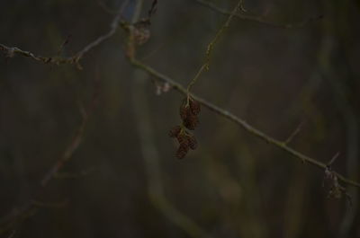 Close-up of plant growing outdoors