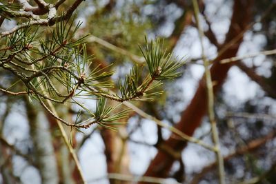 Close-up of leaves on branch