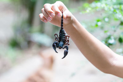 Cropped hand of woman holding plant