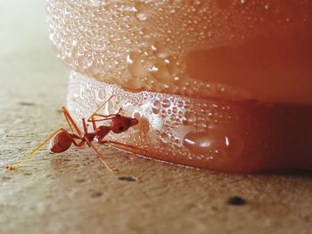 Close-up of insect