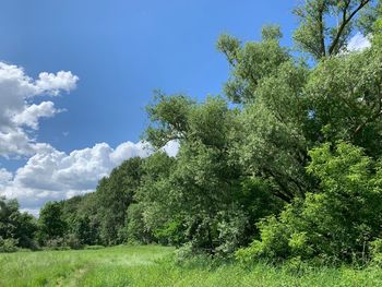Low angle view of trees against sky