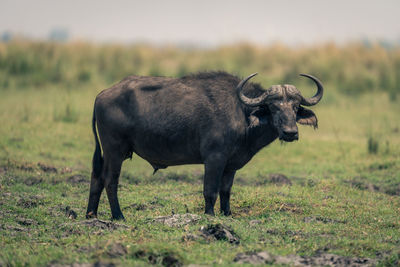 Buffalo standing on field