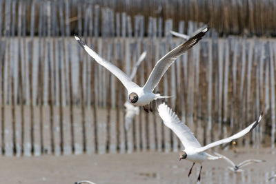 Close-up of seagull flying